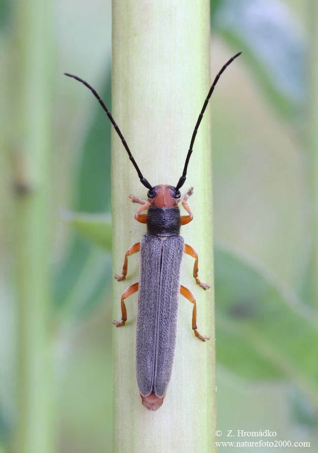 kozlíček, Oberea euphorbiae (Germar, 1813), Cerambycidae (Brouci, Coleoptera)